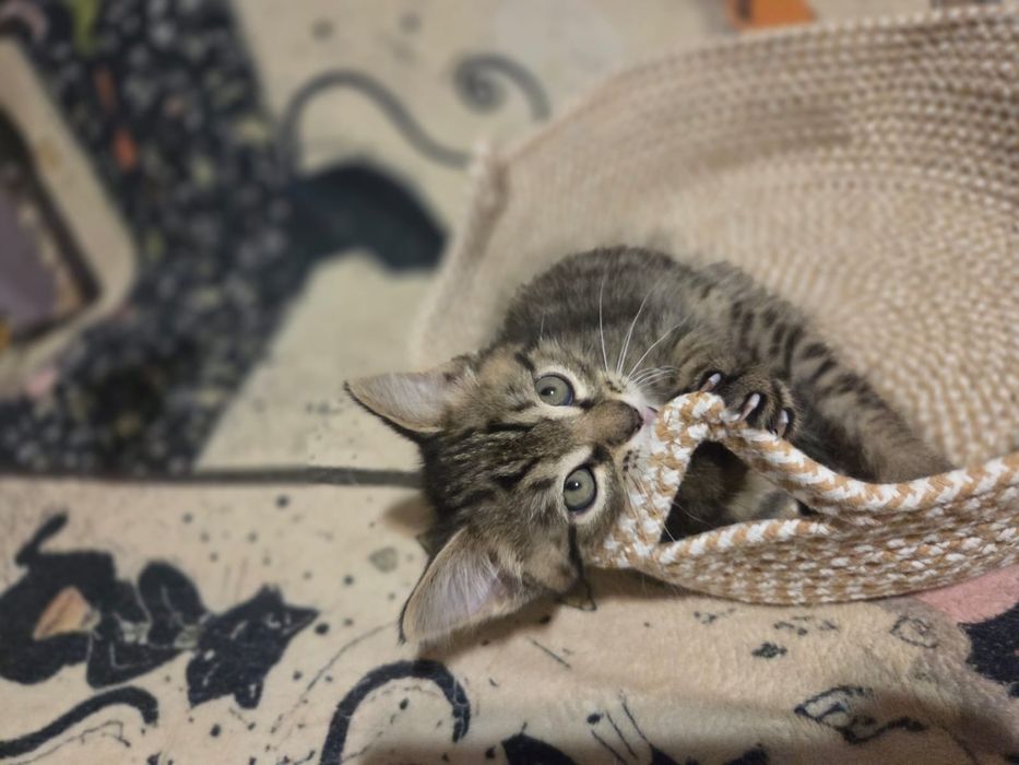 Котёнок в добрые руки
