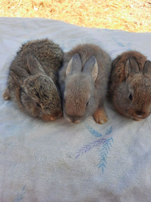 Куён купайтириб даромад килинг. Уйингизда пархез гушт бу Куён булсин.