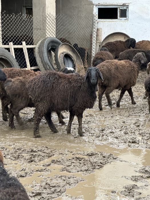 Кой Бараны Токты Овцы