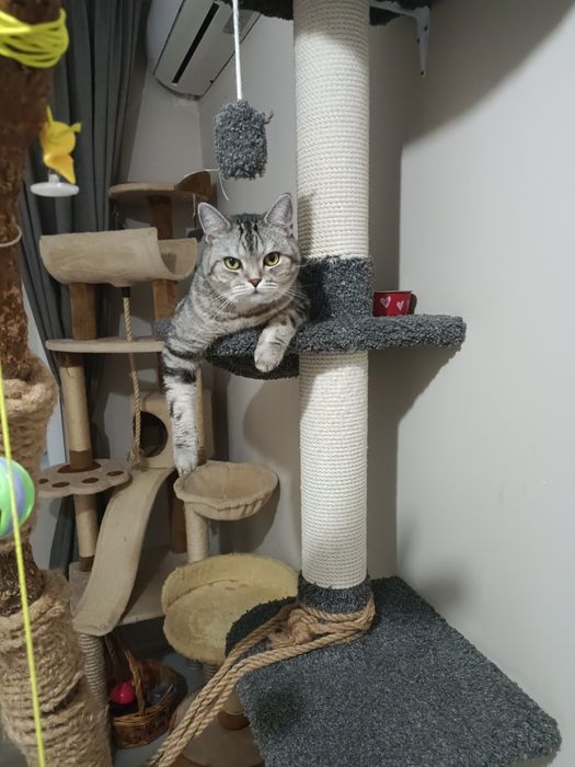 Передежка кошек . Зоогостиница