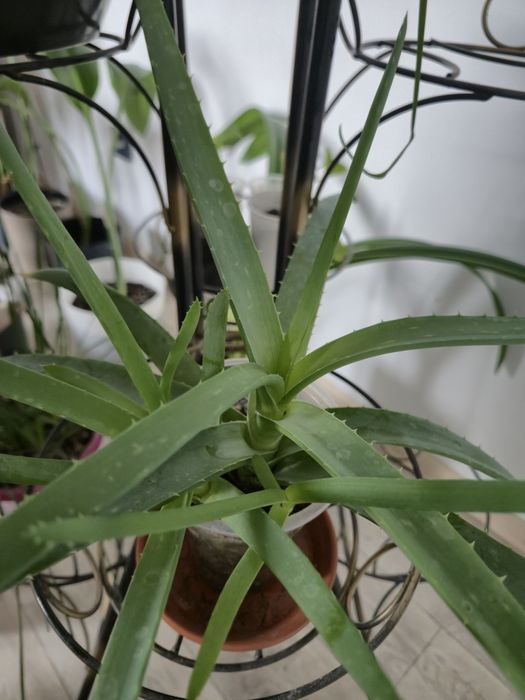 Алоэ (комнатное растение)