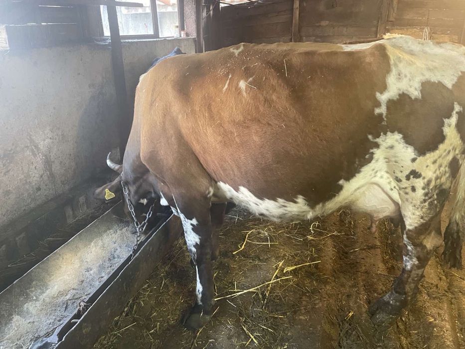 Продавам крави и телета Перник.          .