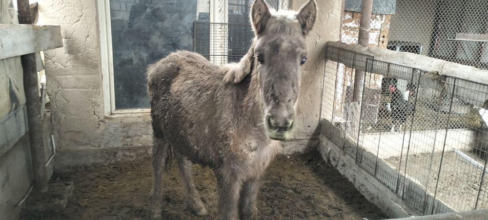 Жабағы еркек.     .