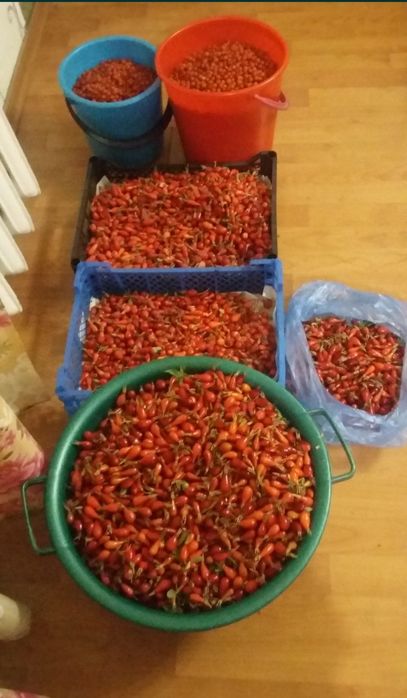 Шиповник сушёные плоды