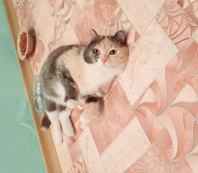 Кошка с нарядным окрасом