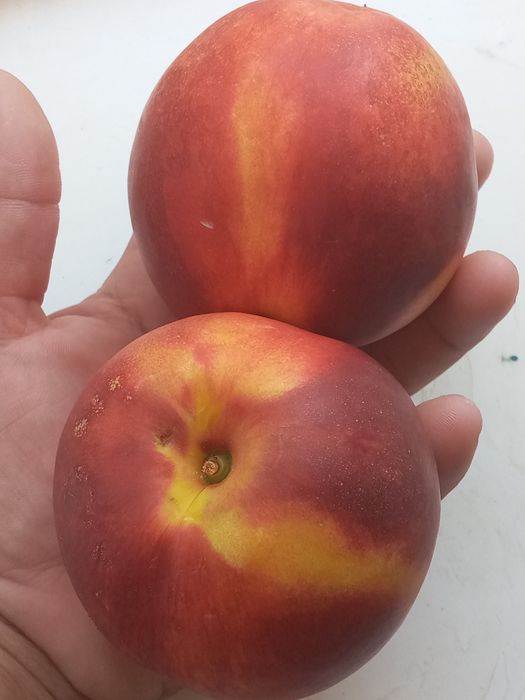 Barcha navli mevali kuchatlar sotuvda . Sifatli va ishonshli