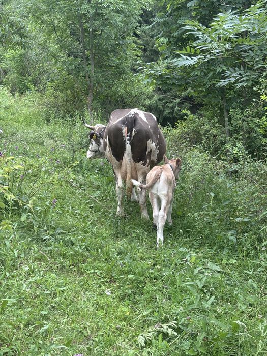 Vand vaca cu vitica