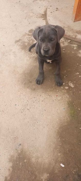 Koni korsa iti, 3 oylik, jinsi urg‘ochi