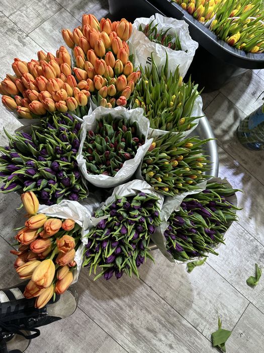 Голландские тюльпаны опт