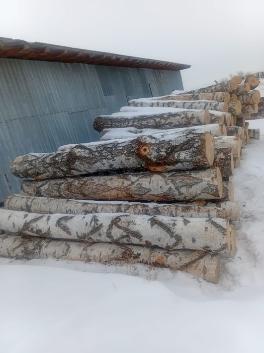 Береза кругляк продам