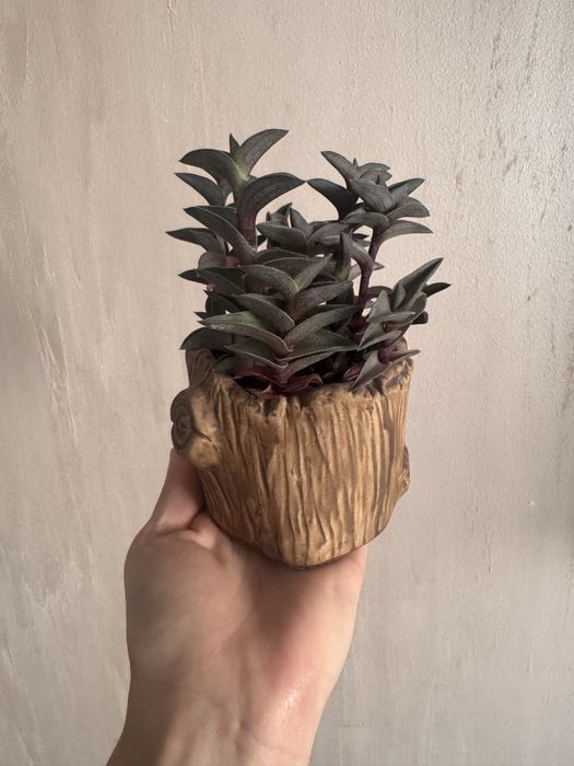 Комнатные растения цветы