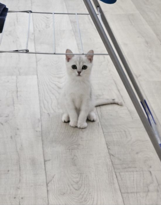 Продам британского котёнка