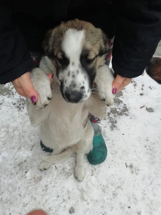 Отдам в хорошие руки