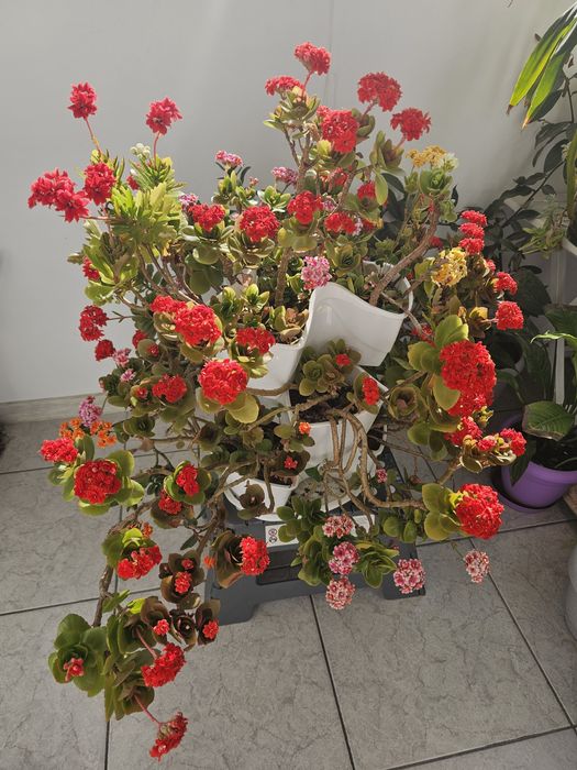 Flori Kalanchoe 6 nuante in ghiveci etajat