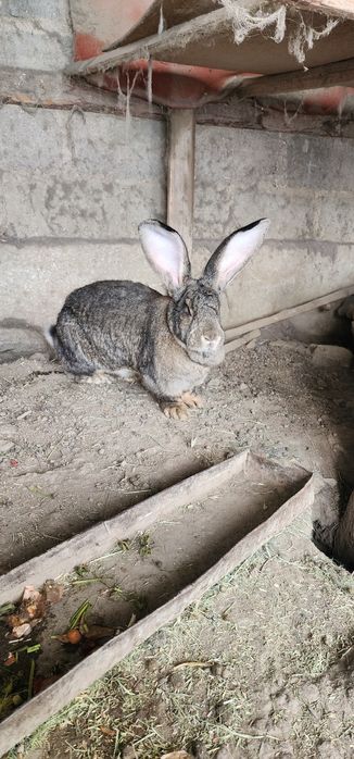 Великан ФЛАНДР сотилади, ота онаси  9 - 10 кг лик нарсалар