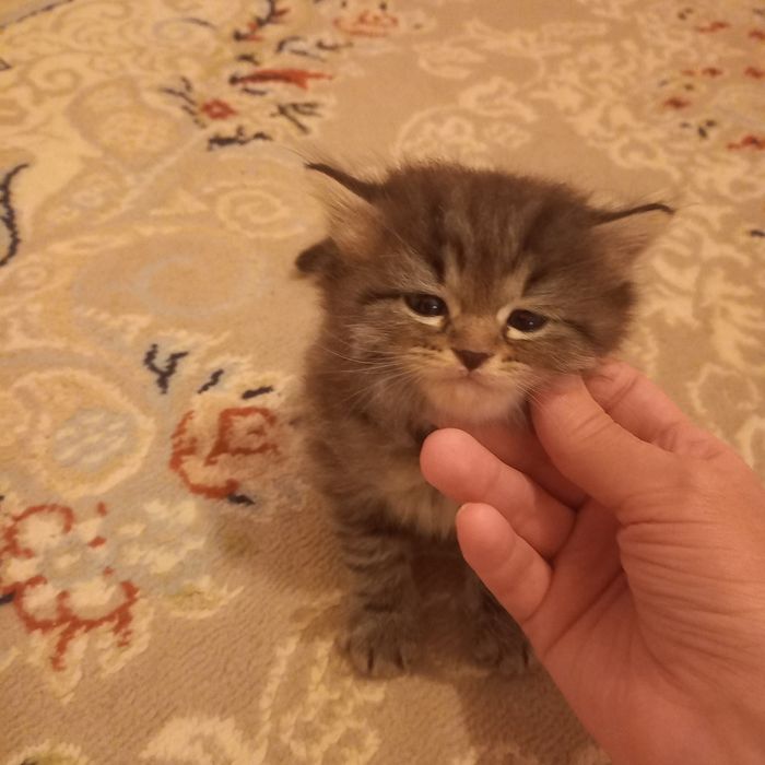 Британский котёнок мальчик 1 мес