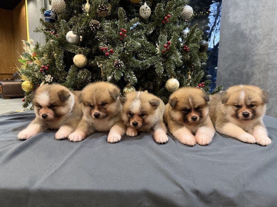 Щенки Акита Ину .