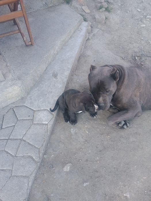 Кане Корсо продавам