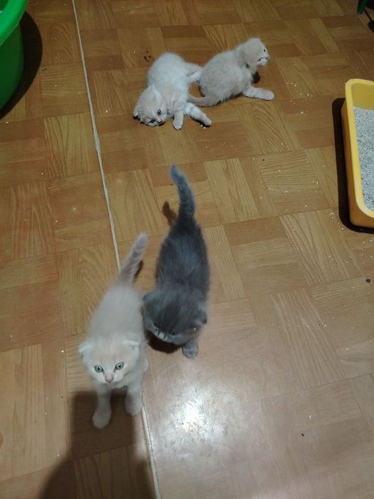 Продаются котята вислоухой породы от чистой вязки.