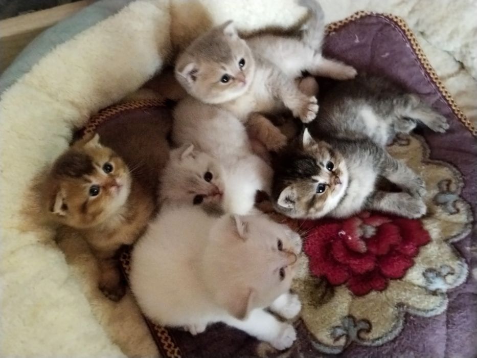 Котята шиншиллы продаются
