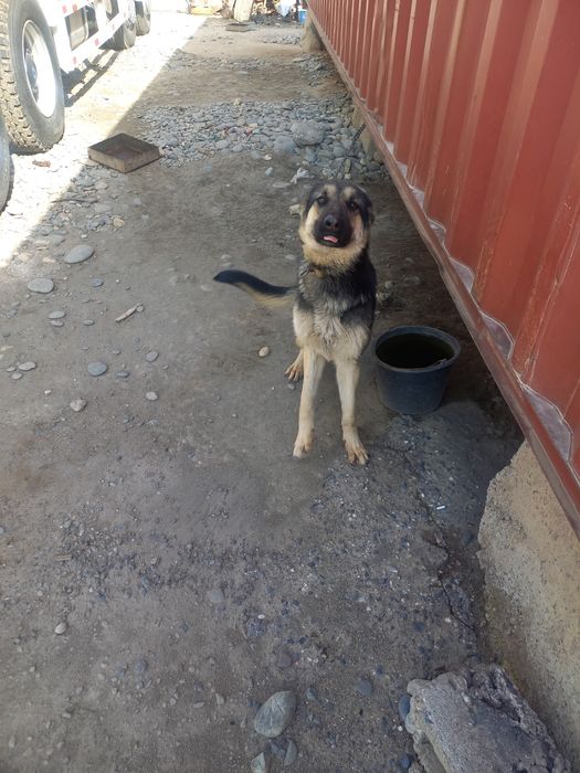 Афчарка сотилади самарканд