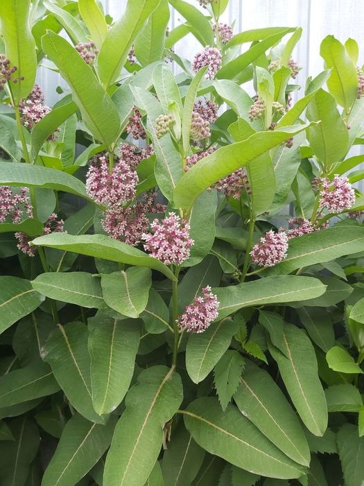 Ваточник сирийский