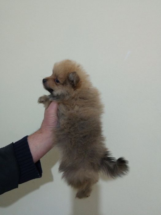 Мини померанчета на 55 дни с паспорт, обезпаразитени и първа ваксина