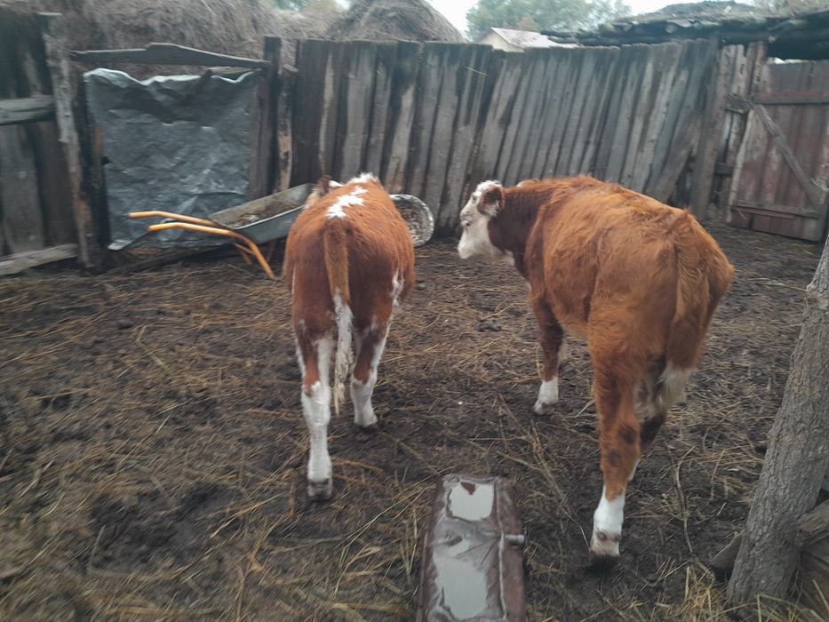 Еркек потсостар сатылады