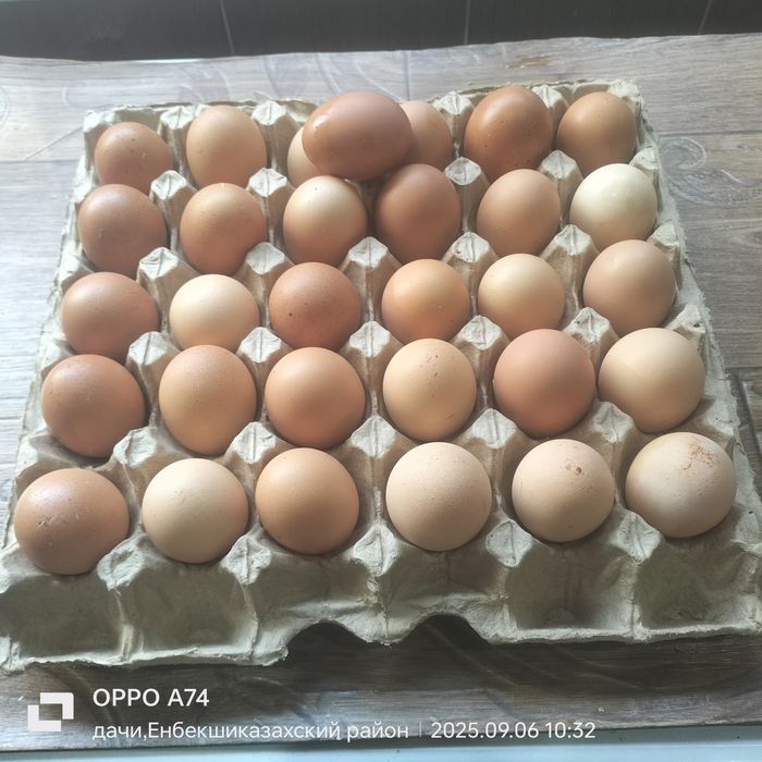 Домашнее яйца свежие