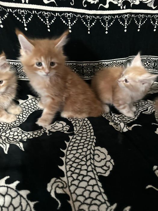 Мейн кун,  котята.