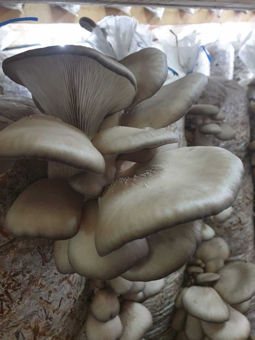 Compost ciuperci pleurotus