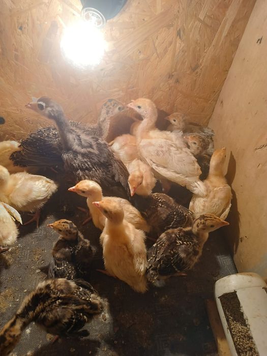 Индюшата индюшата