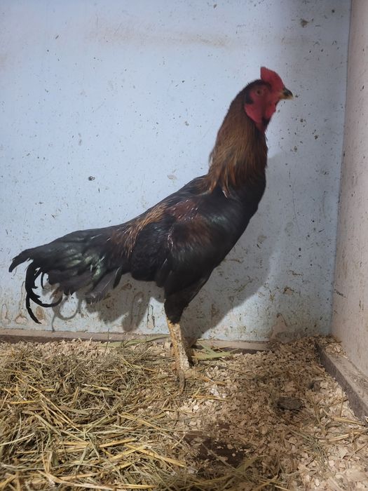 Петух бойцовый. Китаец.