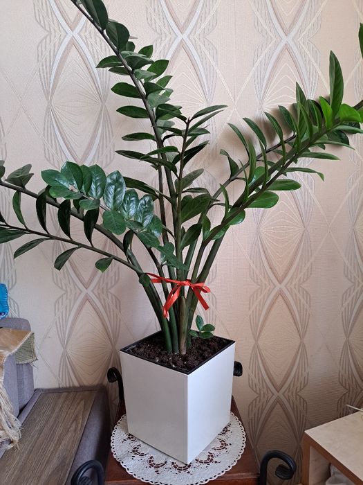 Комнатный цветок Замиакулькас