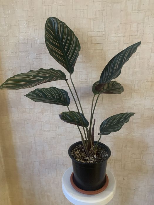 Комнатные цветы в горшках адаптированные