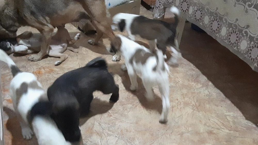 Щенки в добрые руки