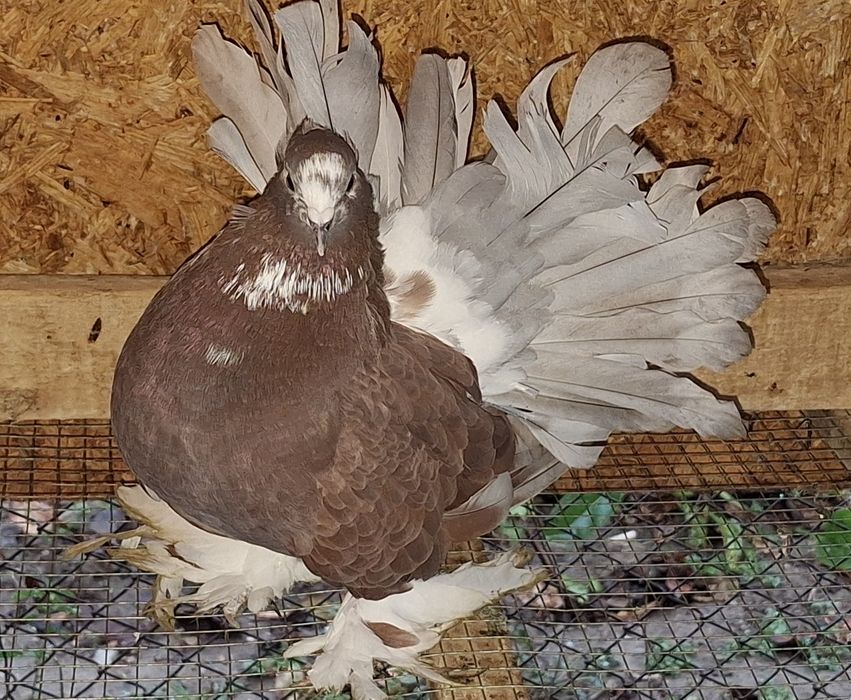 Voltat indian/Voltati indieni