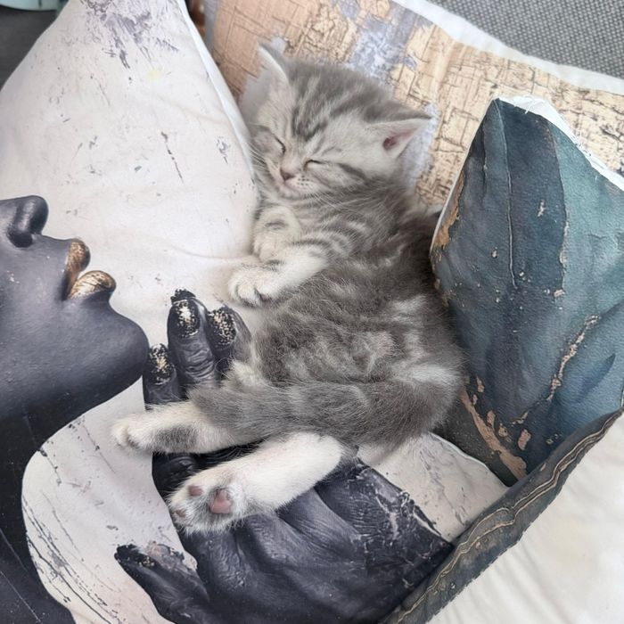 котенок скоттиш страйт, девочка