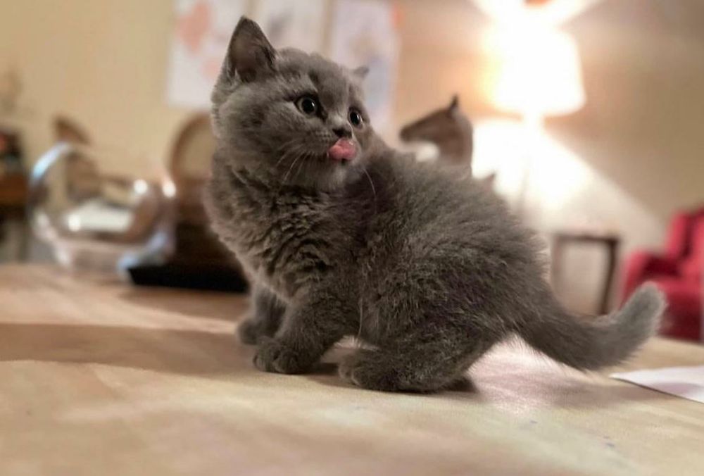 British Shorthair Autentic Blue