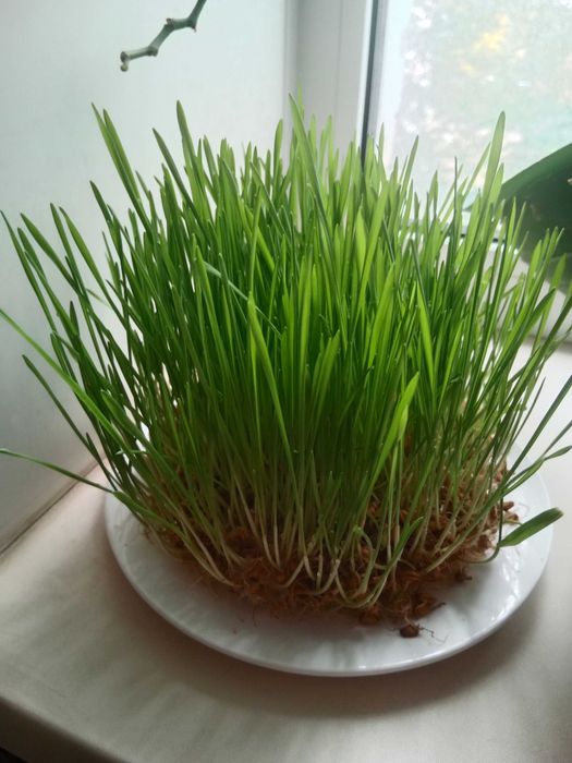 продается пророщенная пшеница