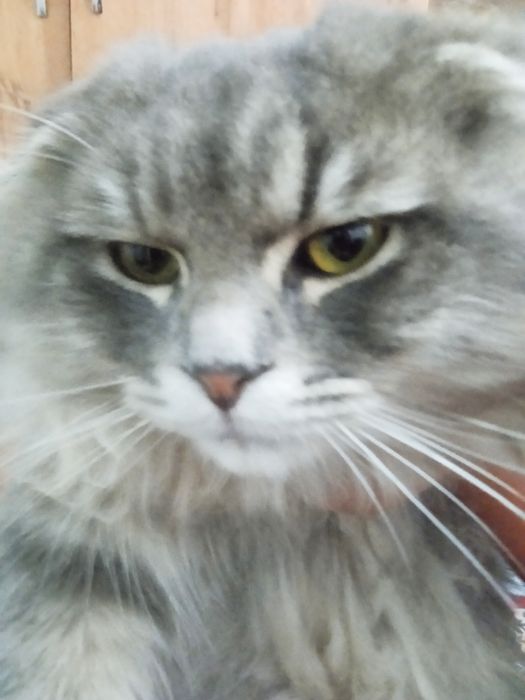 Mushuk 1 yoshli zottor