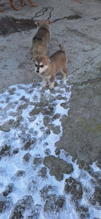 Catelusi metisi huskey dog german