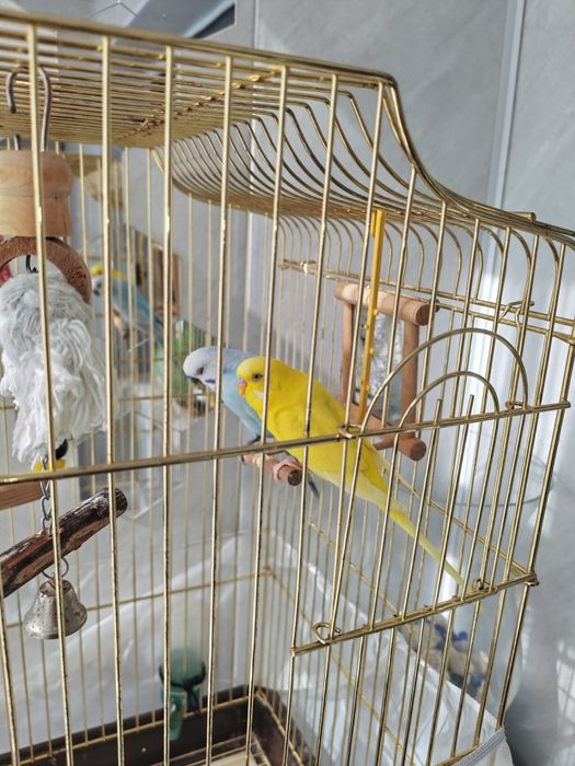 Попугайчики с клеткой