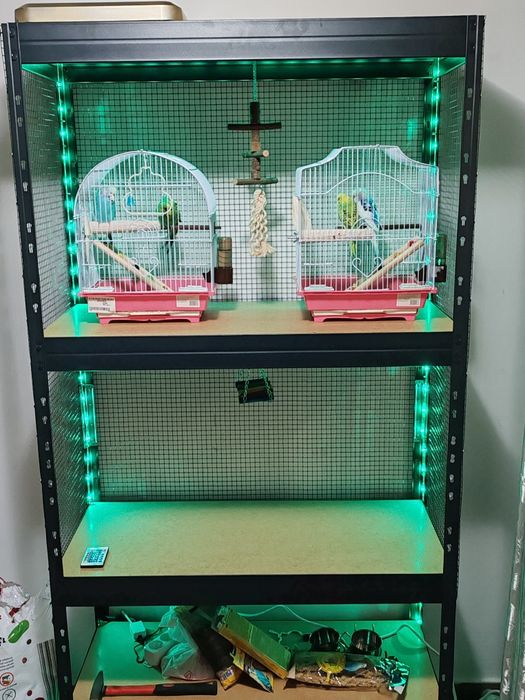 Perusi, papagali mici, se vinde.