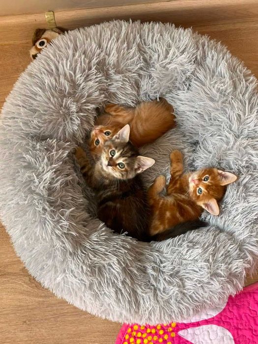 Котята Мейн Куны - смесь