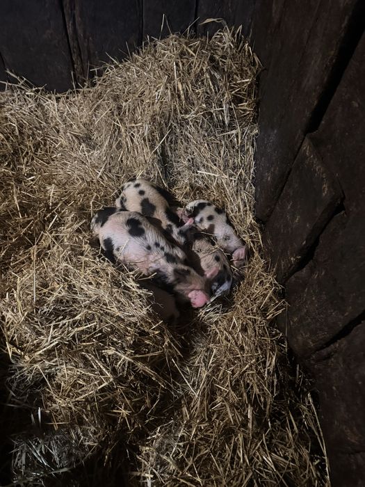 Продам    поросят