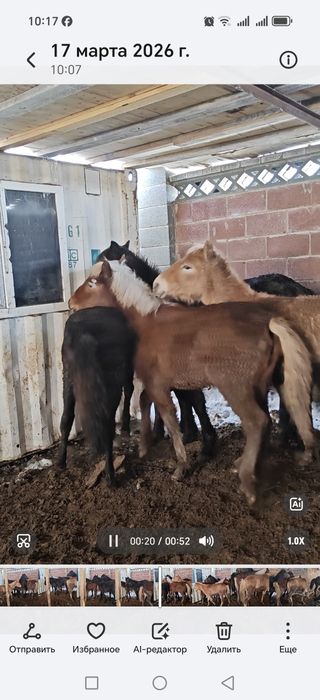 Жабағы, тай еркек ұрғашы