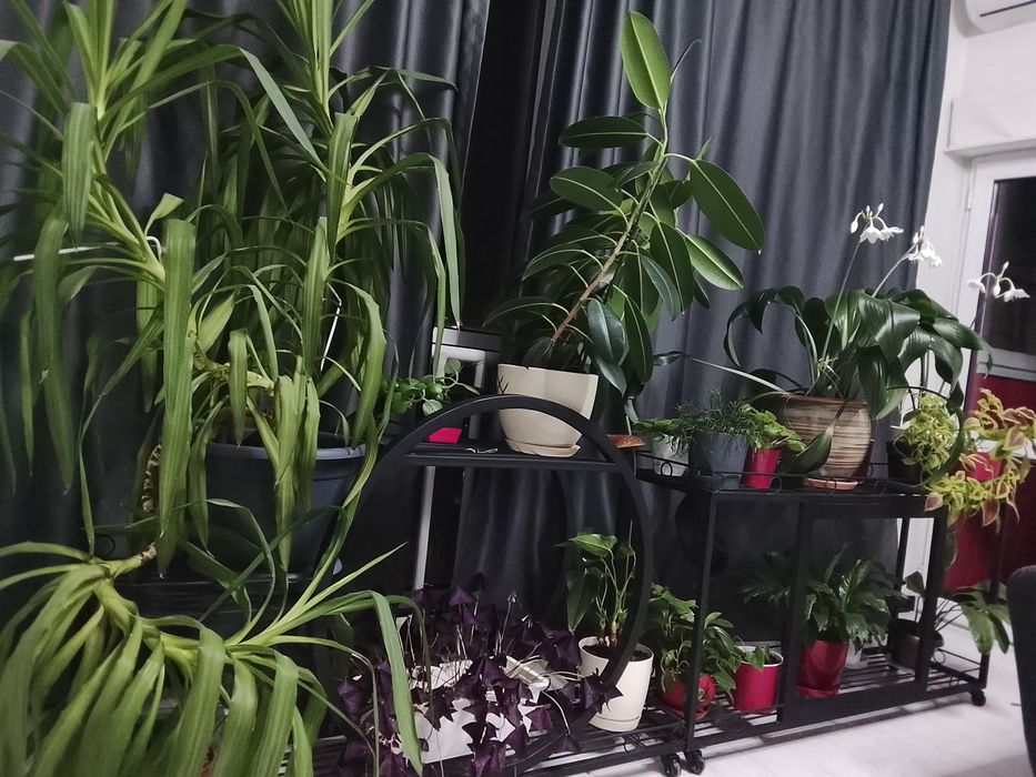 Комнатные цветы, распродажа