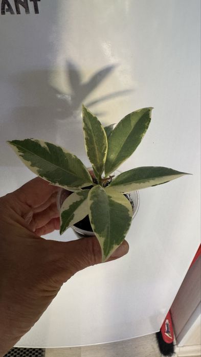 Фикус Коконат  Крем, Мунлайт, БлекДаймонд