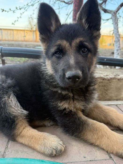 Щенки немецкой овчарки